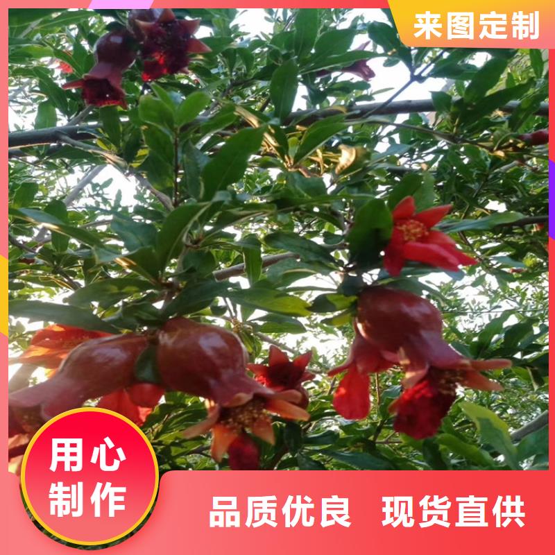 石榴樱桃苗货源报价