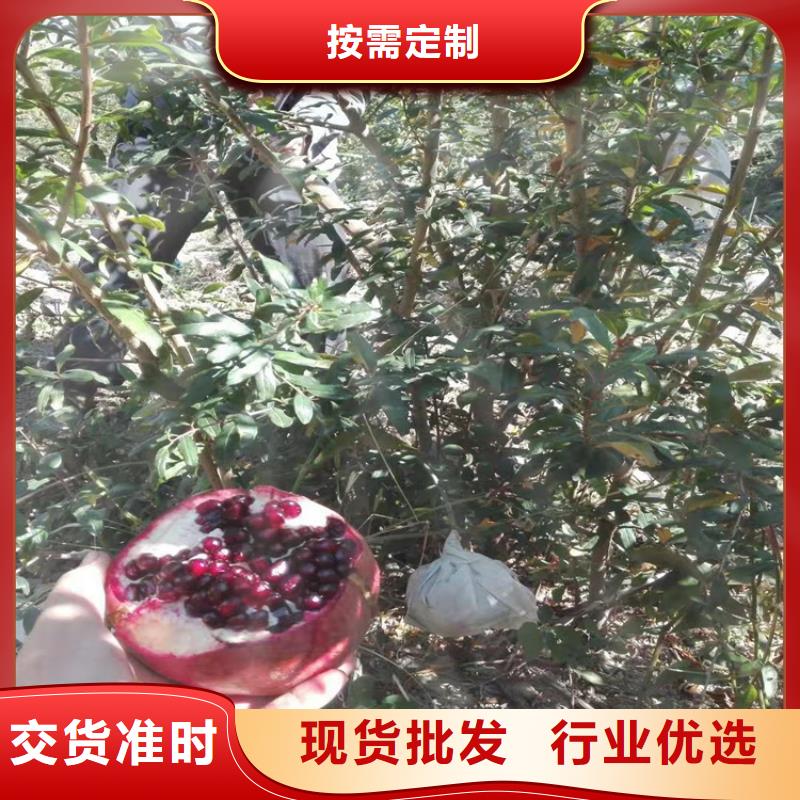 石榴苹果苗品牌专营