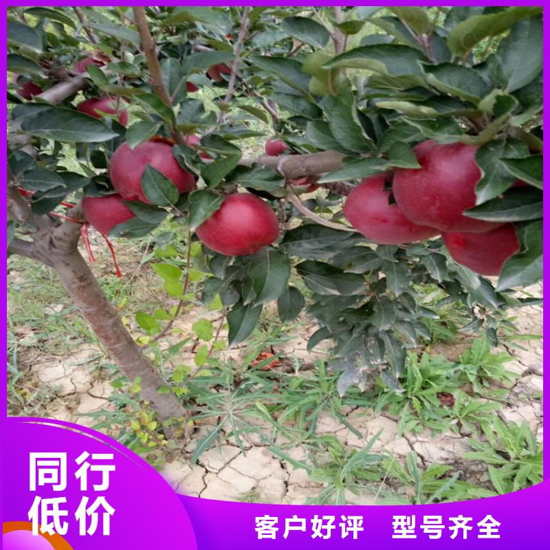 石榴,苹果苗详细参数