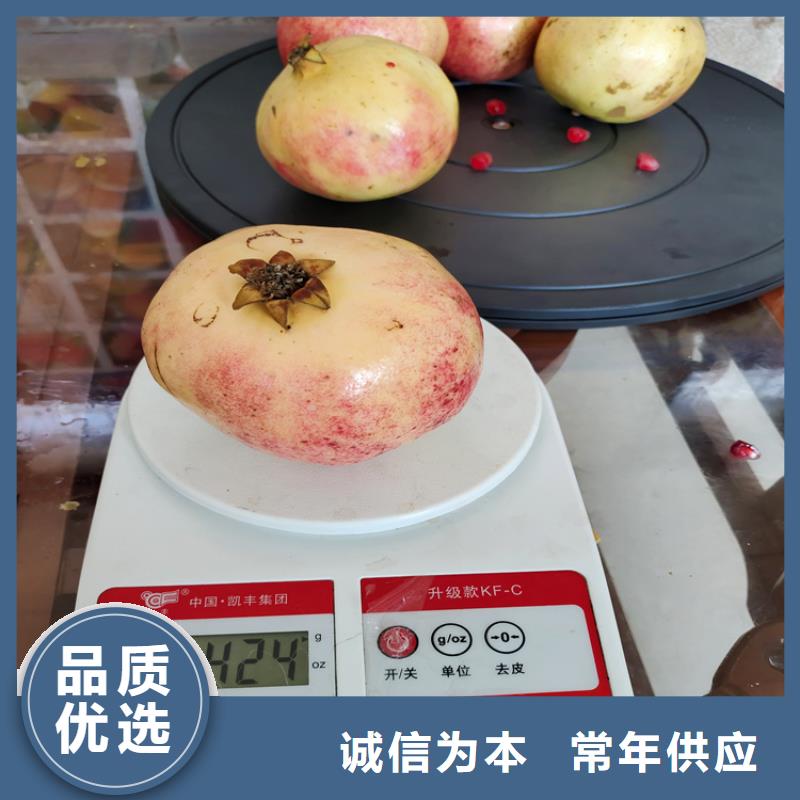 【石榴,樱桃苗追求品质】
