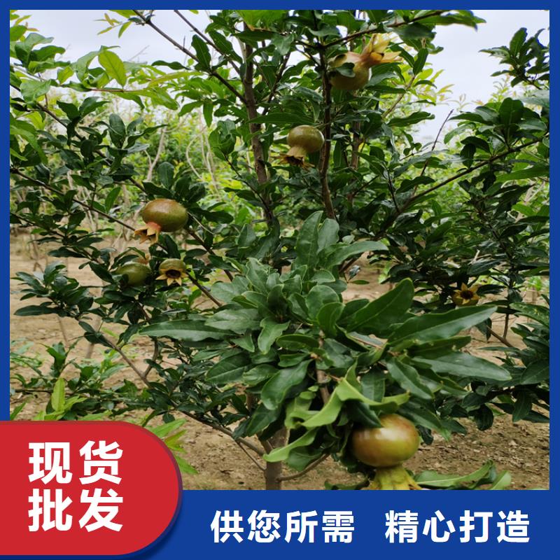 石榴苹果苗品牌专营