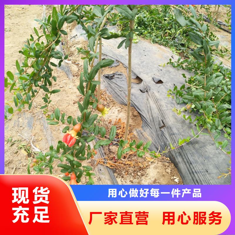 石榴,草莓苗您想要的我们都有