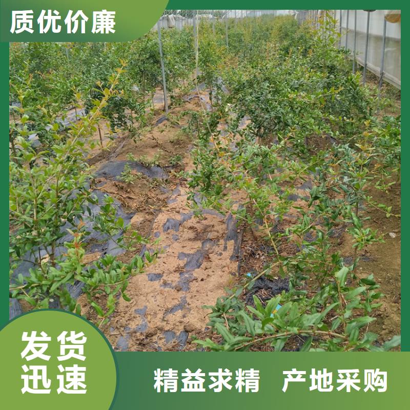 石榴_黄瓜苗懂您所需