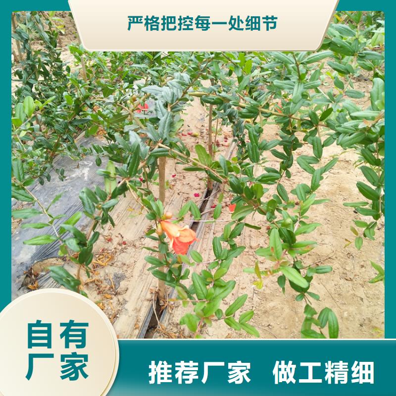 【石榴,樱桃苗追求品质】