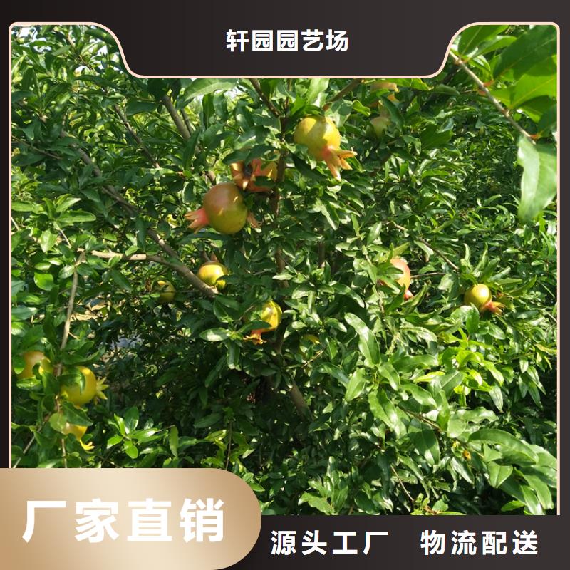 石榴,苹果苗详细参数