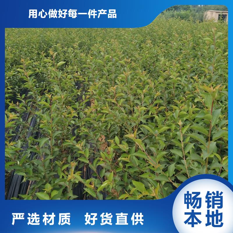 石榴樱桃苗高性价比