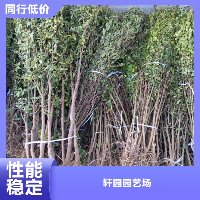 石榴樱桃苗高性价比