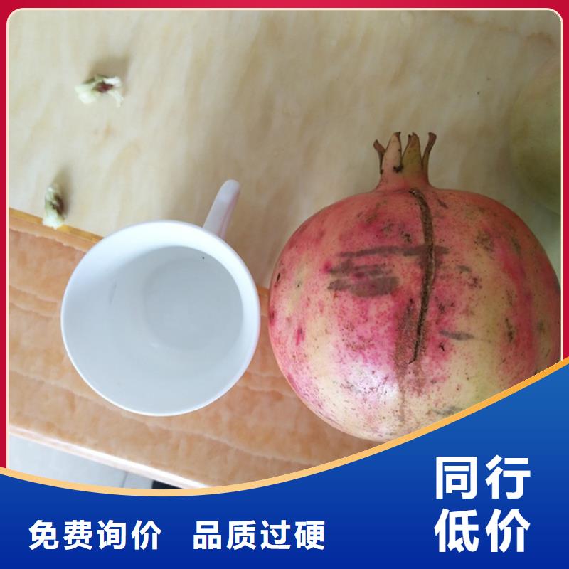 【石榴,樱桃苗追求品质】