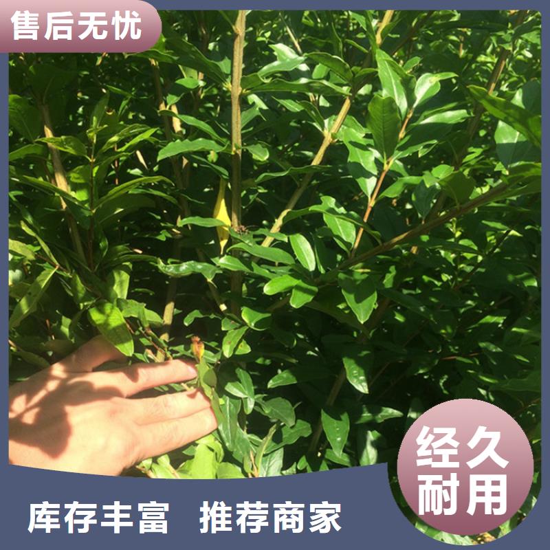 石榴_黄瓜苗懂您所需