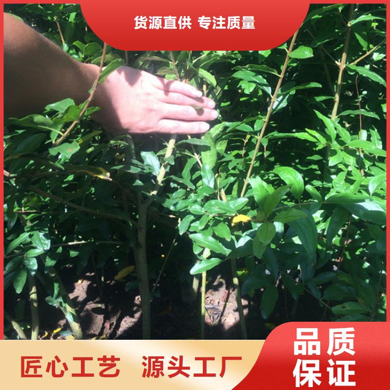石榴苹果苗品牌专营