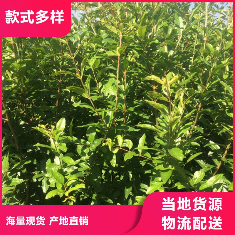 石榴苹果苗品牌专营
