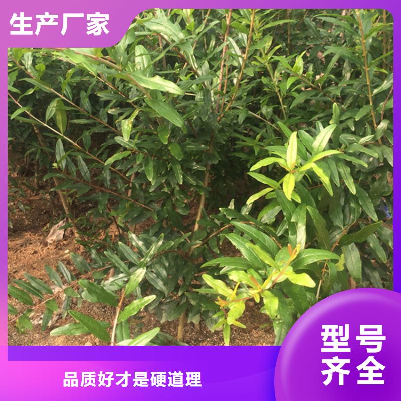 石榴樱桃苗货源报价