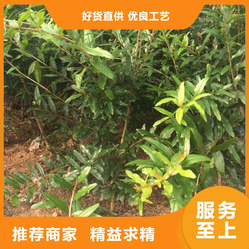 石榴_黄瓜苗懂您所需