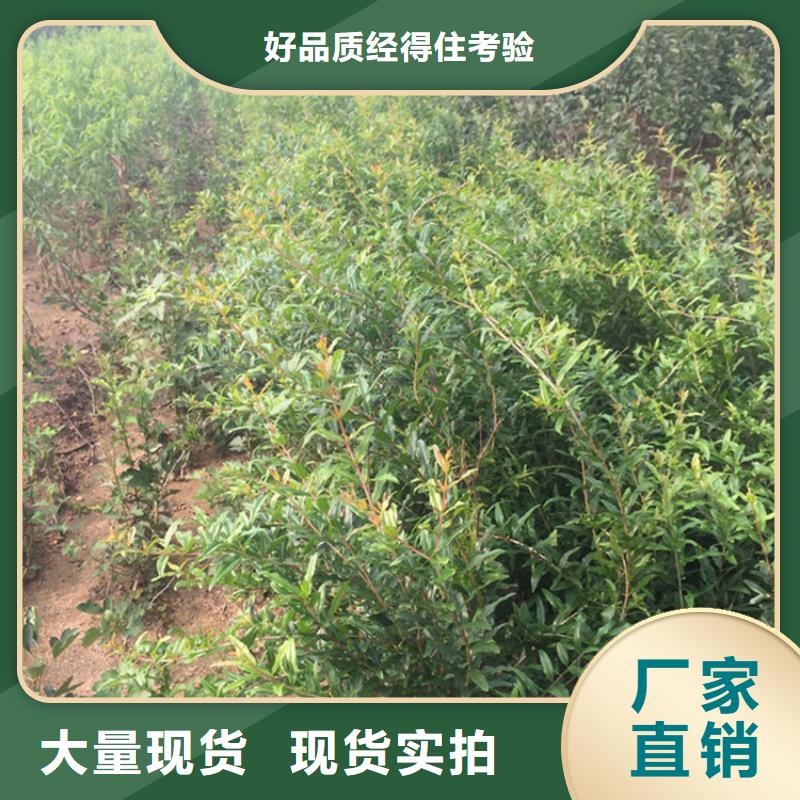 石榴樱桃苗厂家直销供货稳定