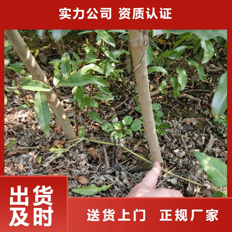 新乡 石榴樱桃苗大厂家实力看得见