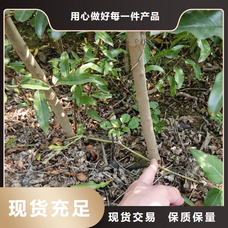 《新乡》 本地 石榴樱桃苗大厂家实力看得见