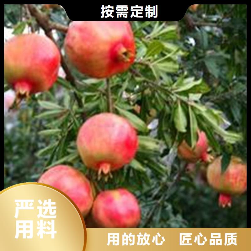 新乡 石榴樱桃苗大厂家实力看得见