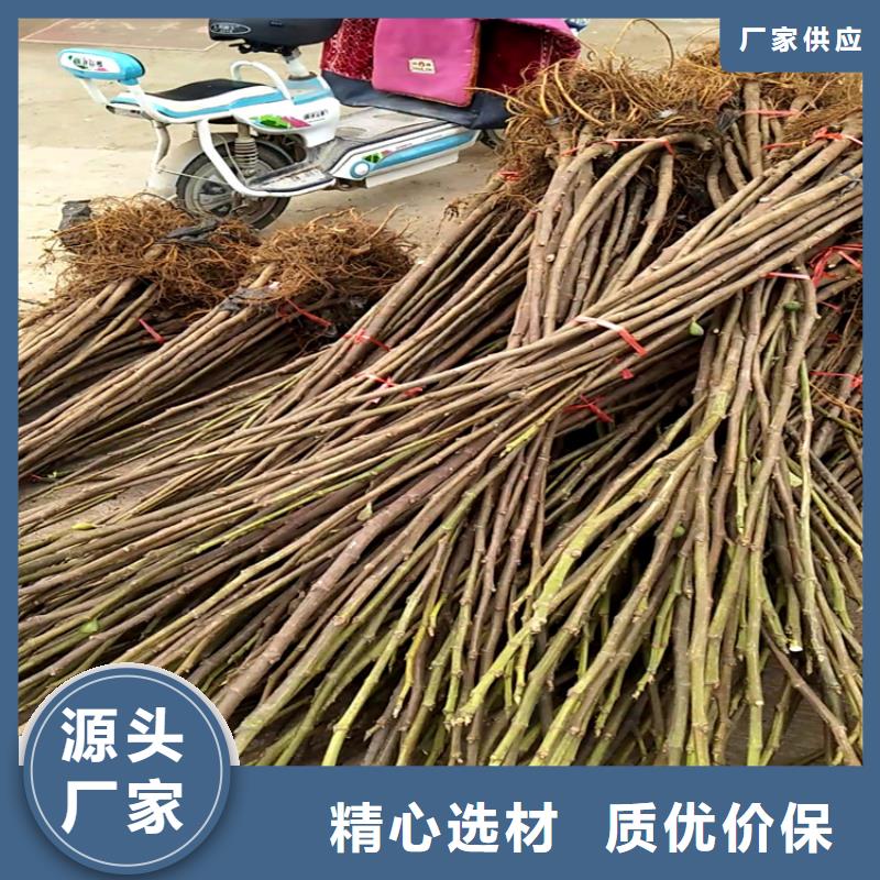 无花果,桃树苗现货直发