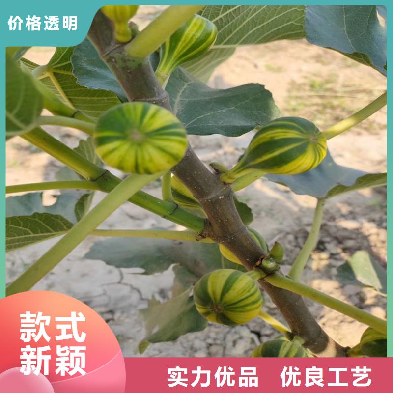 【无花果】桃树苗多种规格可选