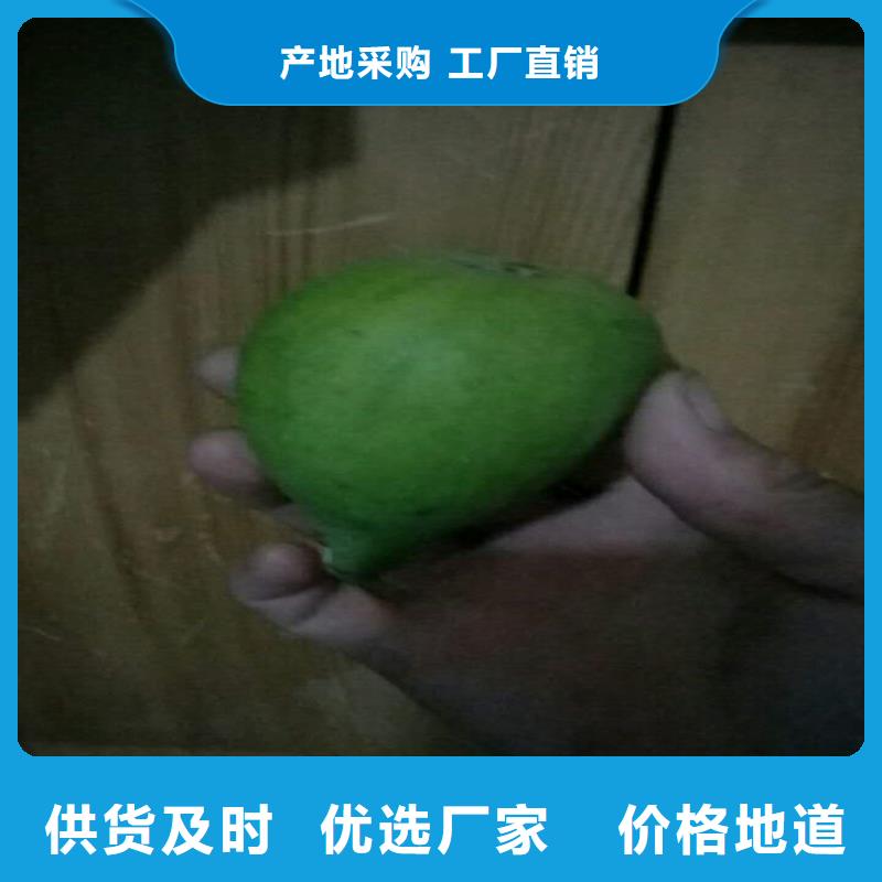 无花果,红石榴苗基地售后服务完善