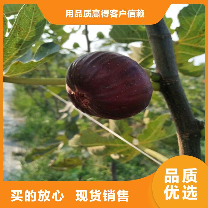 无花果板栗苗生产安装