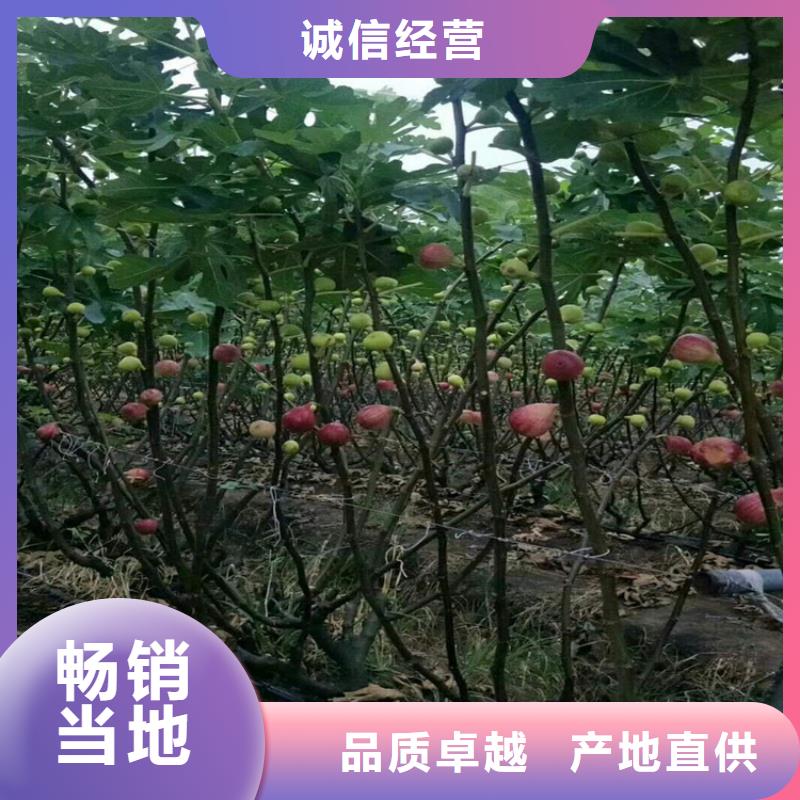 无花果板栗苗生产安装