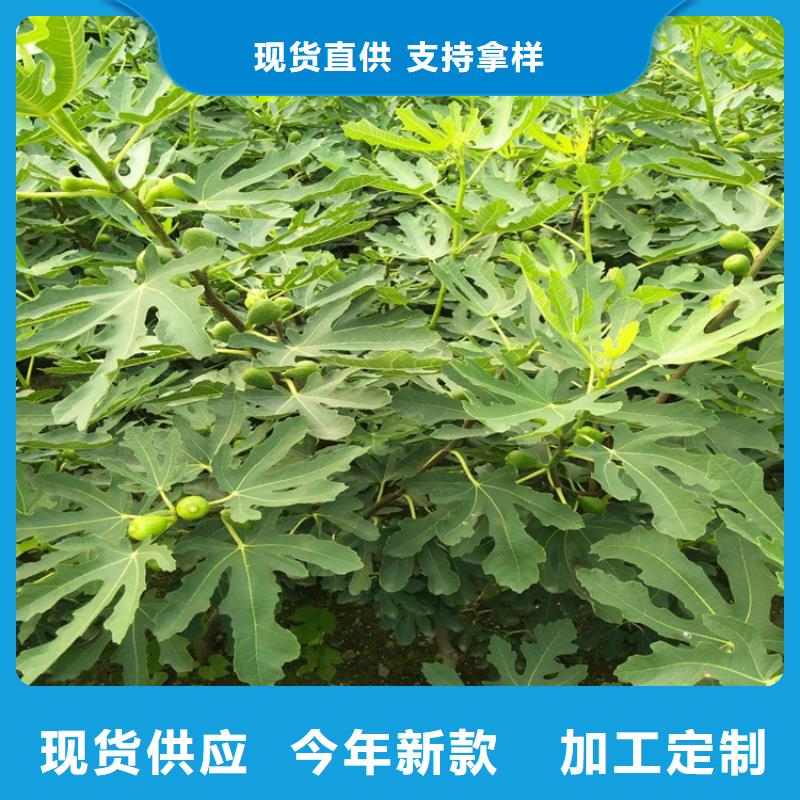 无花果,桃树苗现货直发