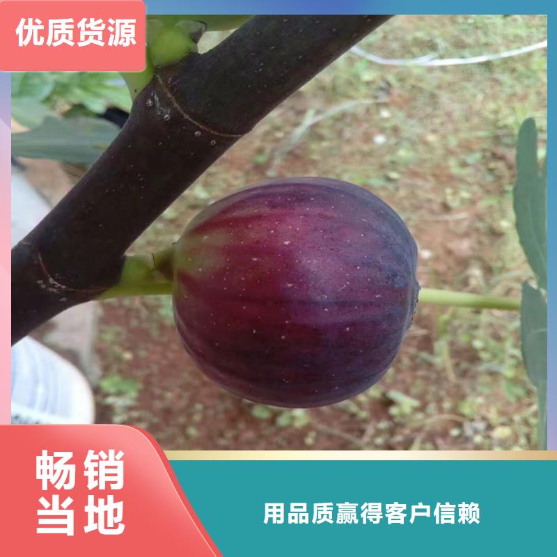 无花果葡萄苗量大从优