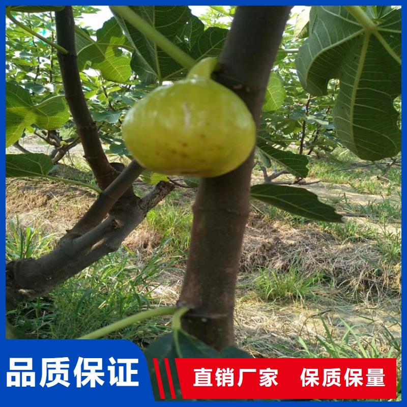 无花果,桃树苗现货直发