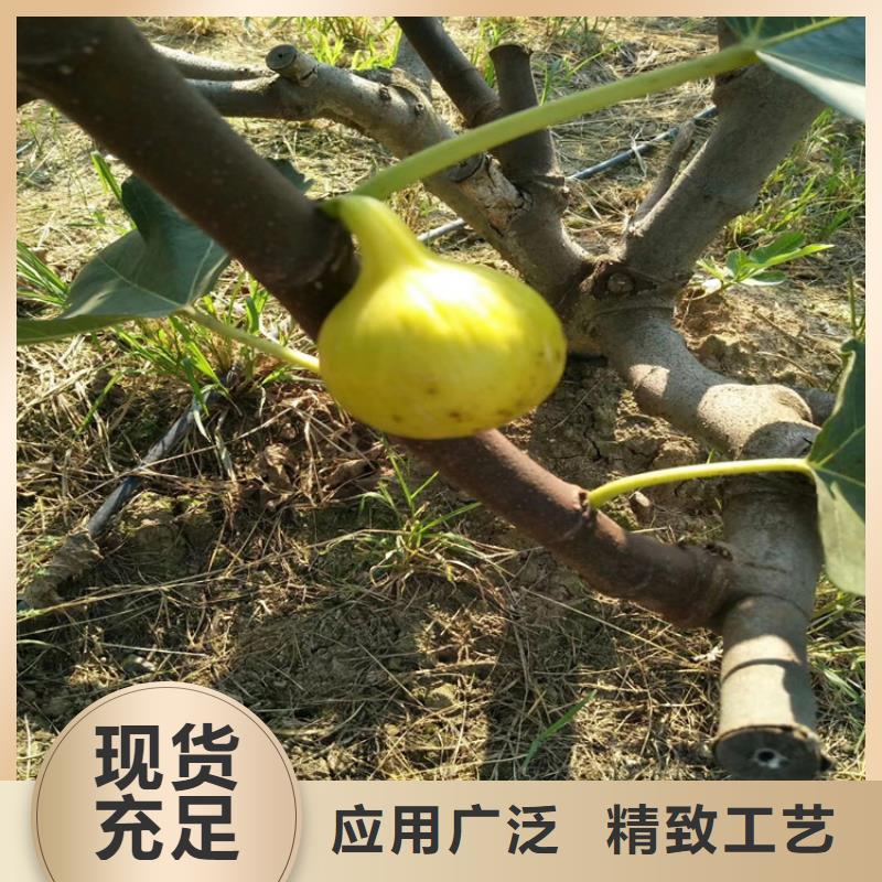 【无花果】桃树苗多种规格可选