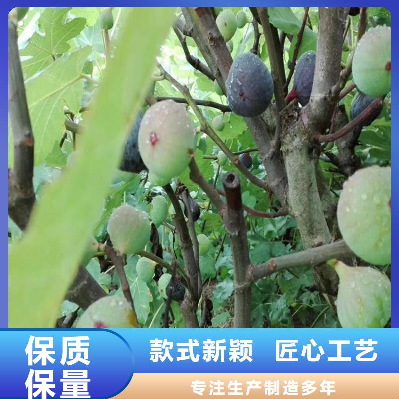 【无花果】桃树苗多种规格可选