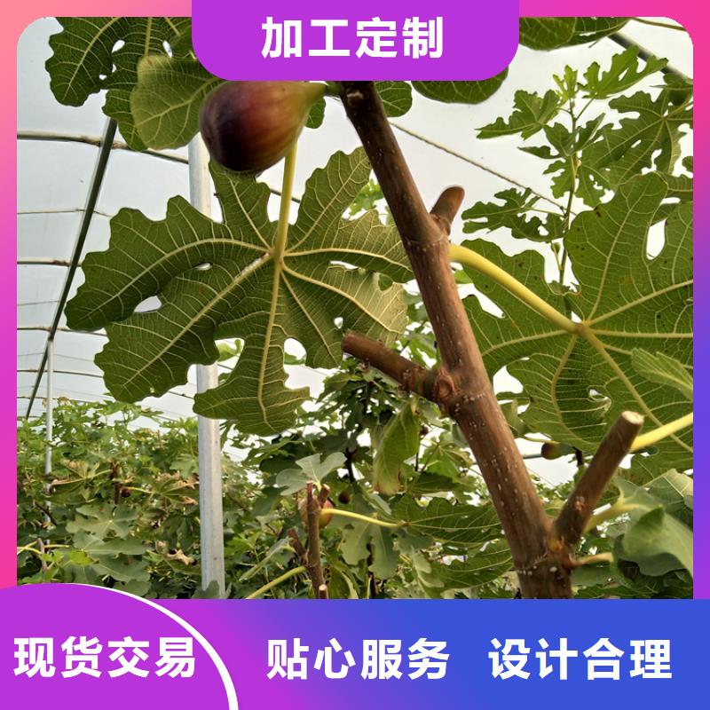 无花果,红石榴苗基地售后服务完善