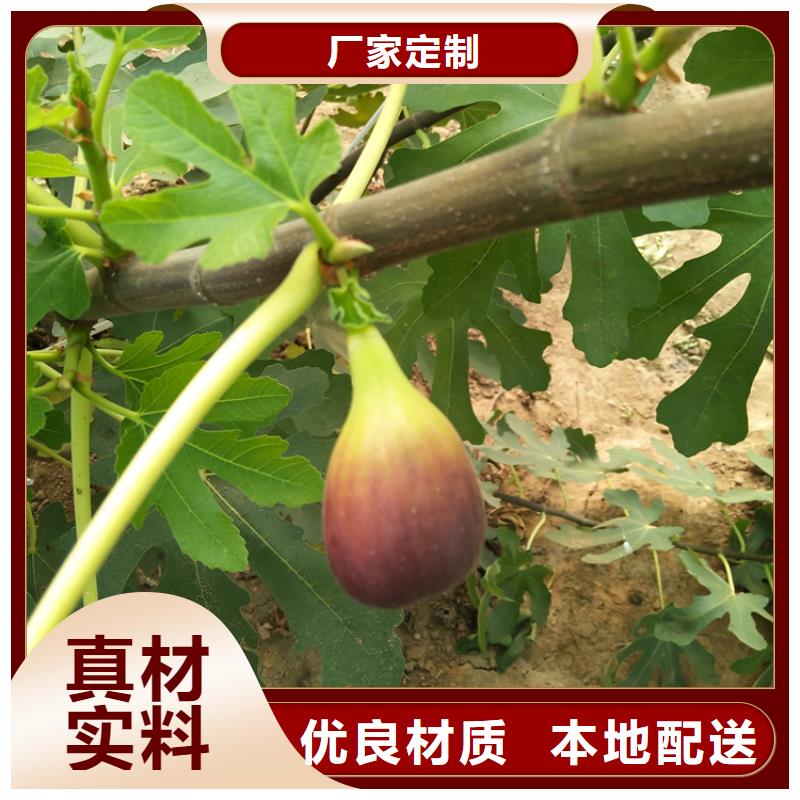 无花果葡萄苗量大从优