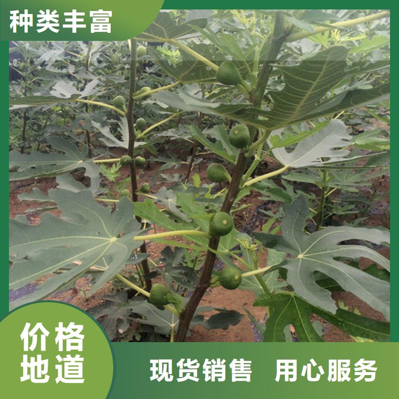 无花果板栗苗生产安装