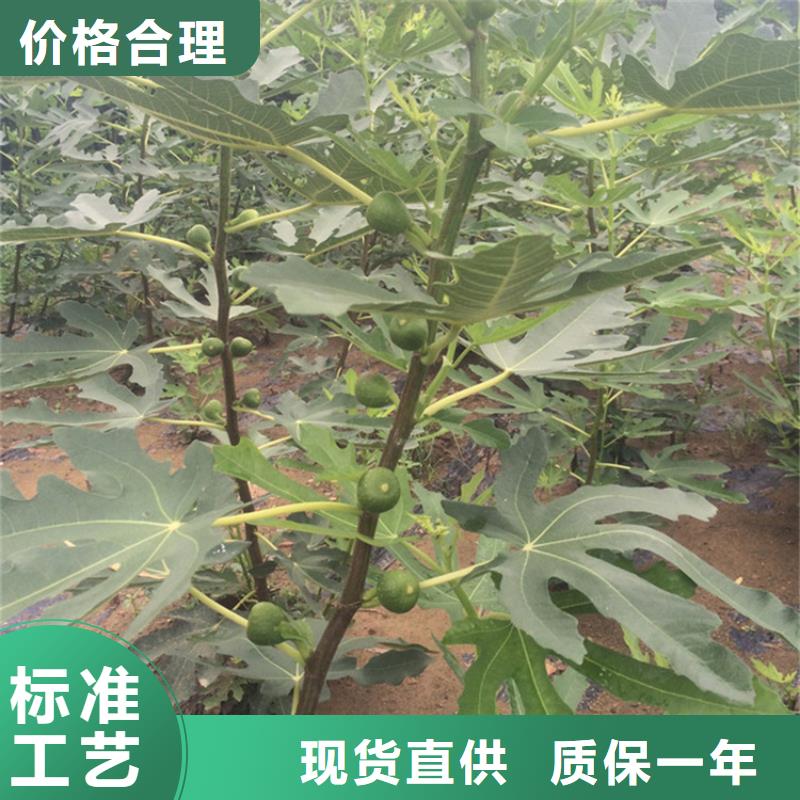 无花果板栗苗生产安装