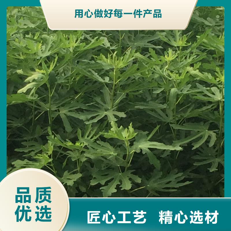 无花果,花椒苗N年生产经验