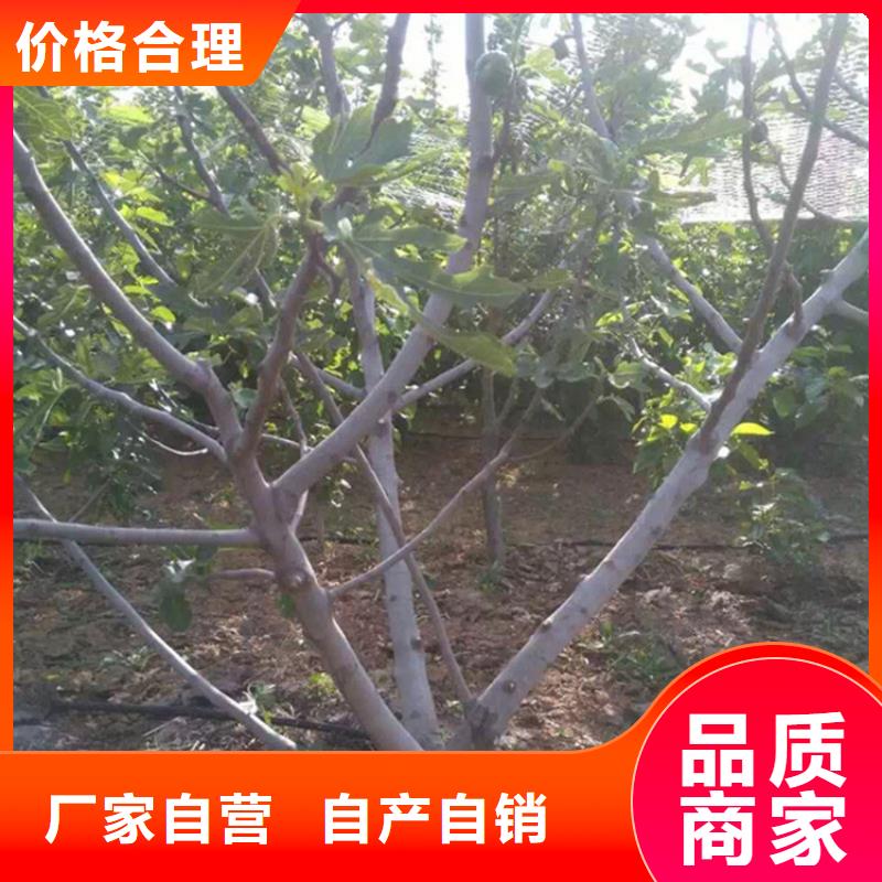 【无花果】桃树苗多种规格可选
