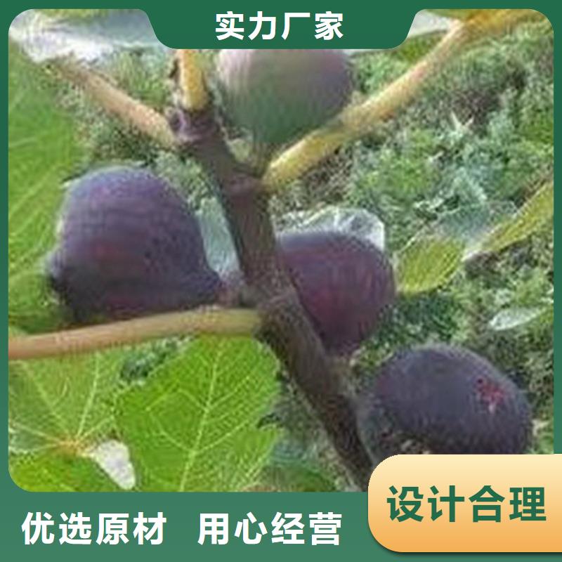 《南阳》(当地)无花果【猕猴桃苗】精选厂家好货