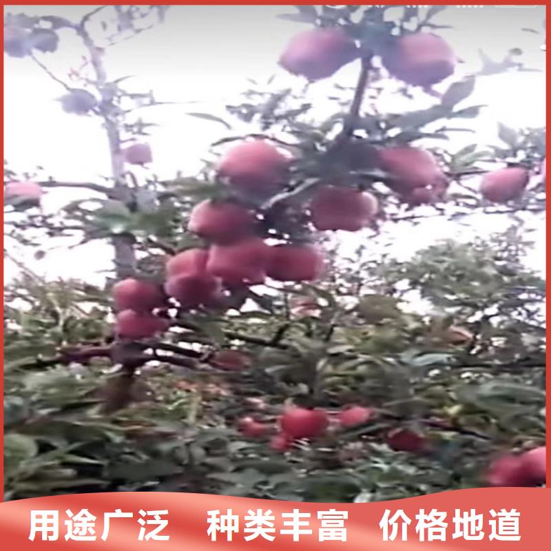 【苹果】_石榴树应用领域