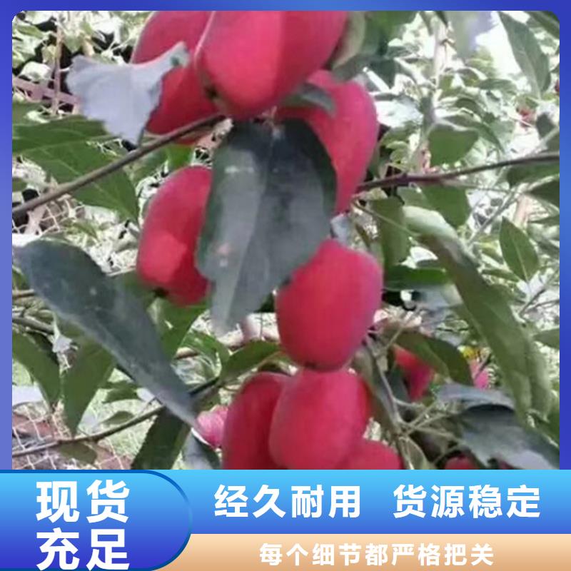 苹果苹果苗现货采购