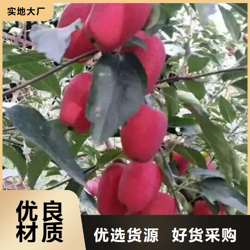 苹果,樱桃苗今日新品