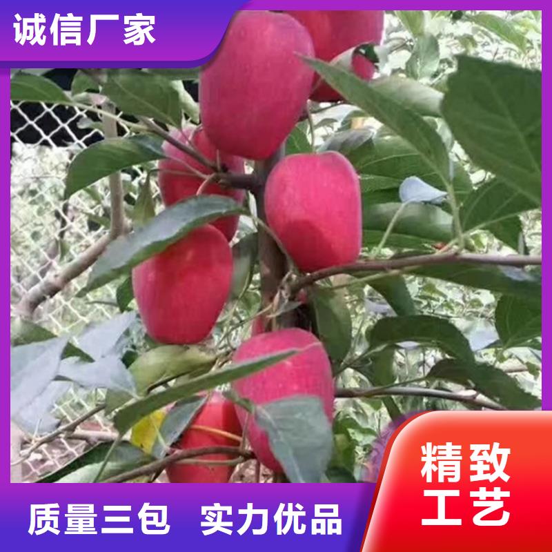 苹果苹果苗现货采购
