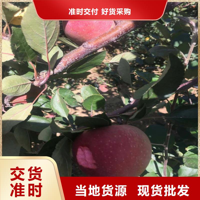 苹果苹果苗现货采购