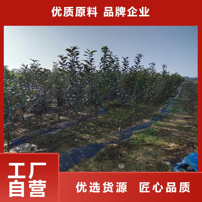 苹果苹果苗现货采购