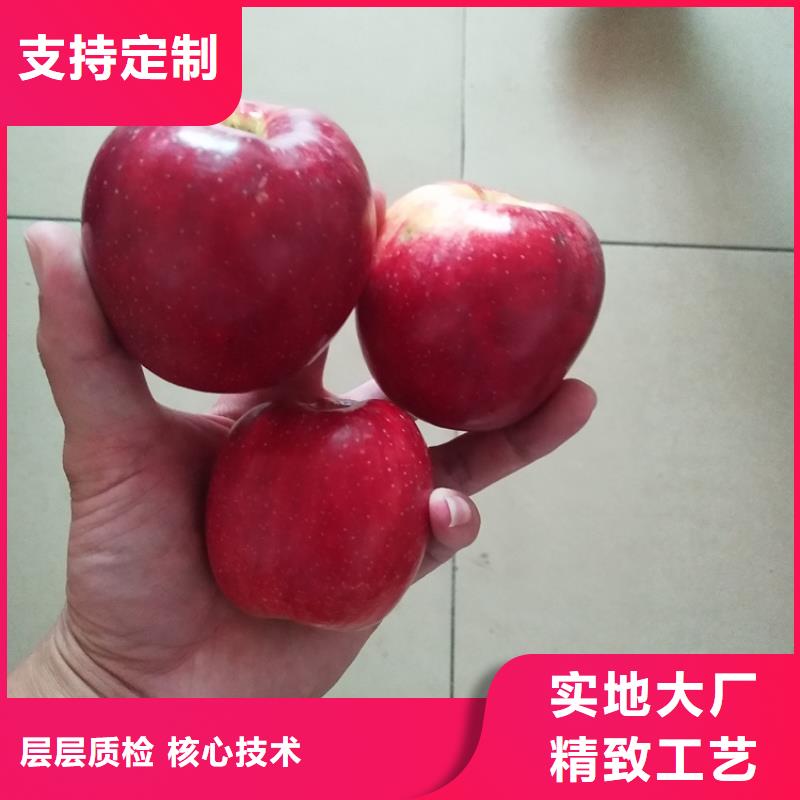 苹果樱桃苗好品质用的放心