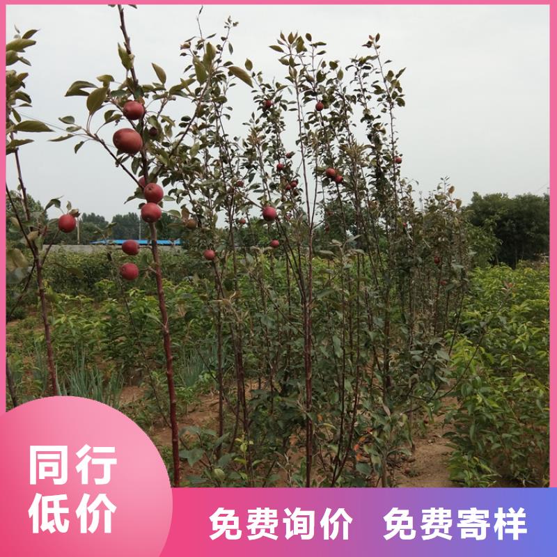 苹果樱桃苗好品质用的放心