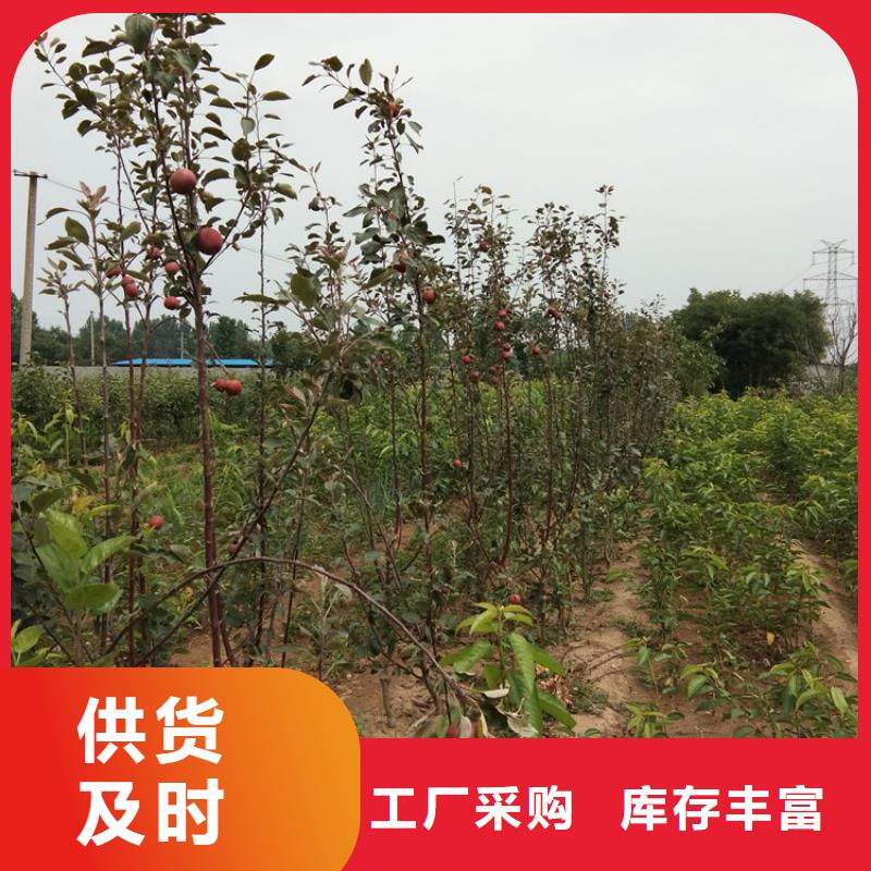 苹果-苹果苗专业按需定制