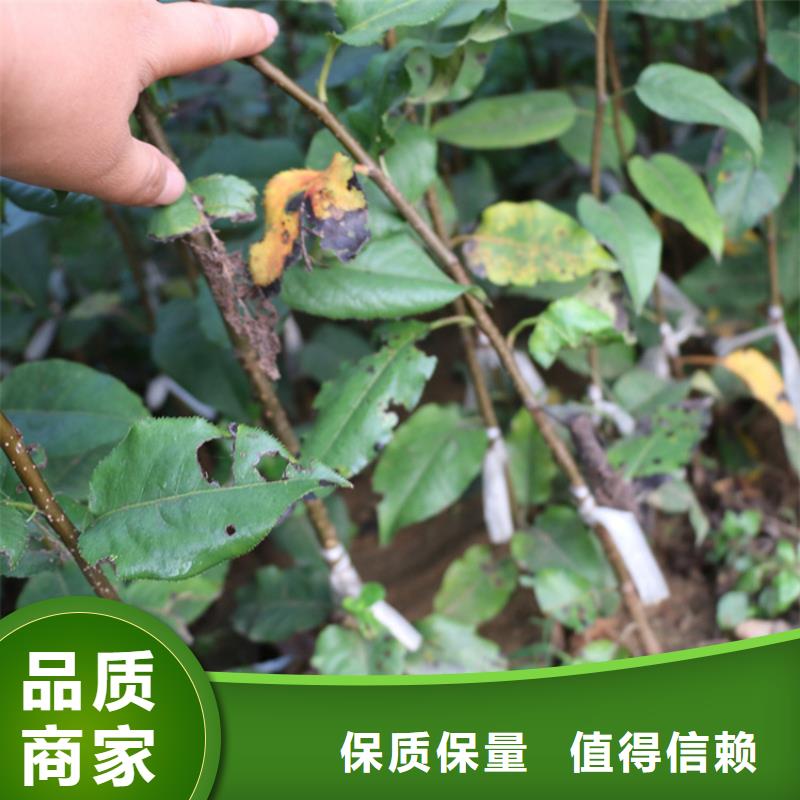 苹果,樱桃苗今日新品