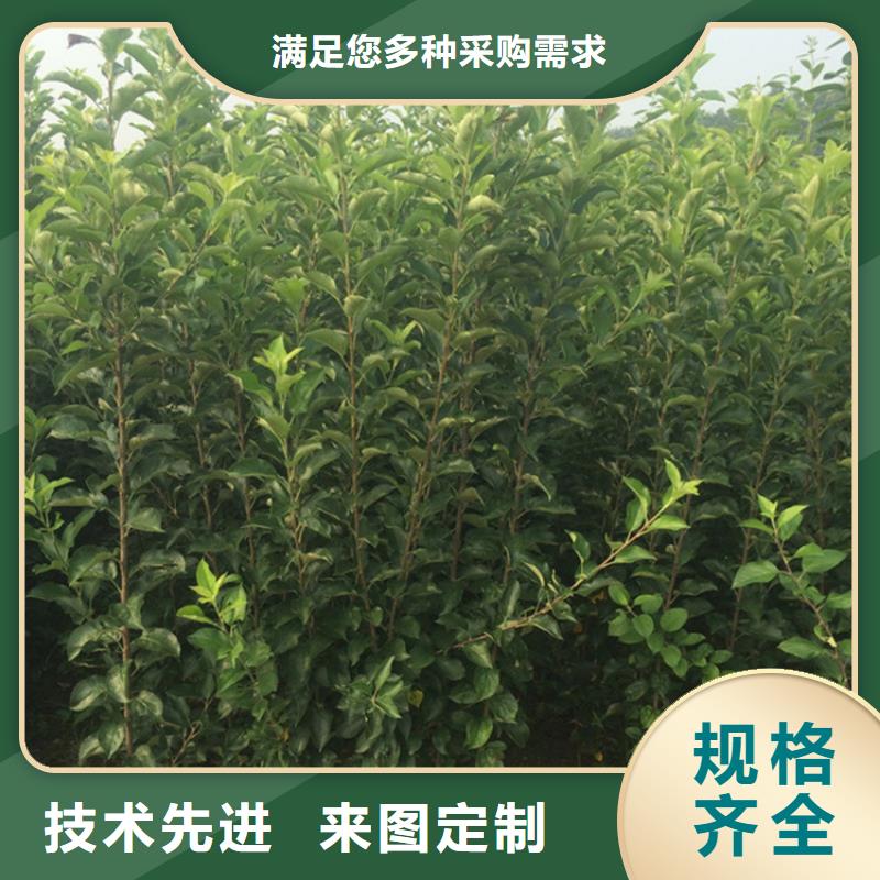 苹果,樱桃苗今日新品