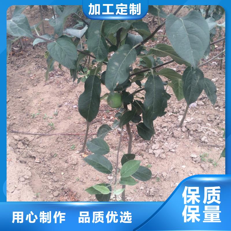 苹果樱桃苗好品质用的放心
